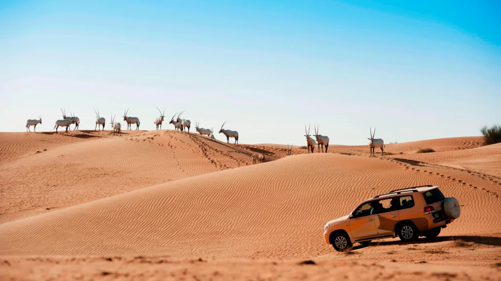 Adventure Desert Safari Dubai